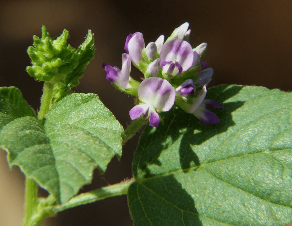Bakuchiol, la estrella que encandila al mundo de la cosmética